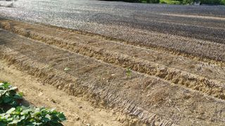 엉뚱한농사꾼임경섭님의 자유주제 · 자유게시판 작성글 사진