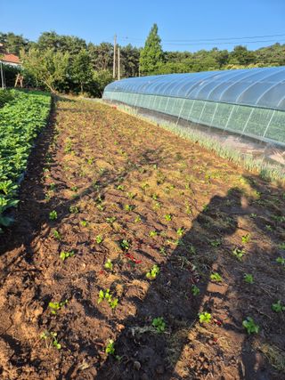 김혜순님의 들깨 · 영농일지 작성글 사진