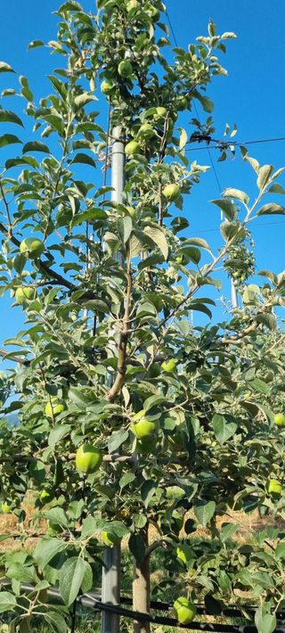 애플사랑님의 사과 · 영농일지 작성글 사진