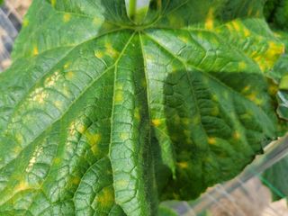 희찬(김동필)님의 오이 · 병해충상담 작성글 사진