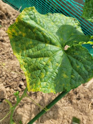 희찬(김동필)님의 오이 · 병해충상담 작성글 사진