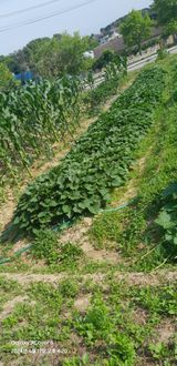 팜모닝 들깨·영농일지 게시글 이미지