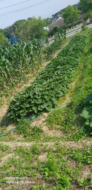 이봉현 님의 들깨 · 영농일지 작성글 사진