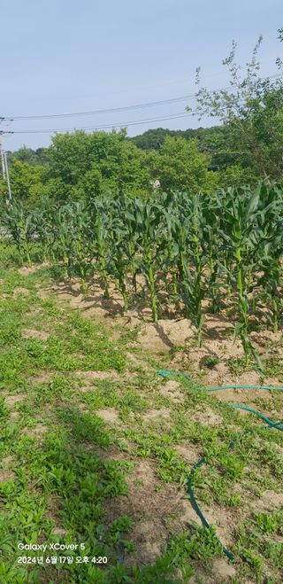 이봉현 님의 들깨 · 영농일지 작성글 사진