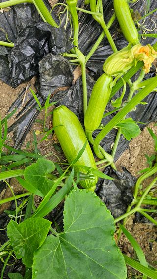 삼례텃밭지기님의 자유주제 · 자유게시판 작성글 사진