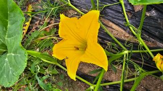 삼례텃밭지기님의 자유주제 · 자유게시판 작성글 사진