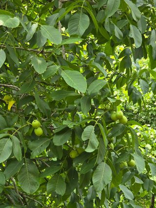 주주농장님의 기타작물 · 영농일지 작성글 사진