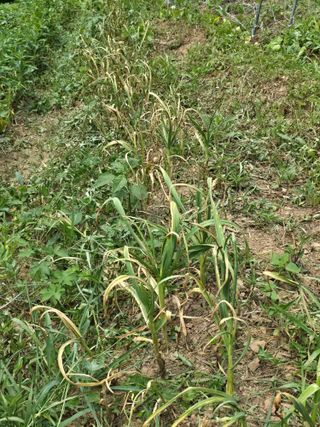 주주농장님의 기타작물 · 영농일지 작성글 사진