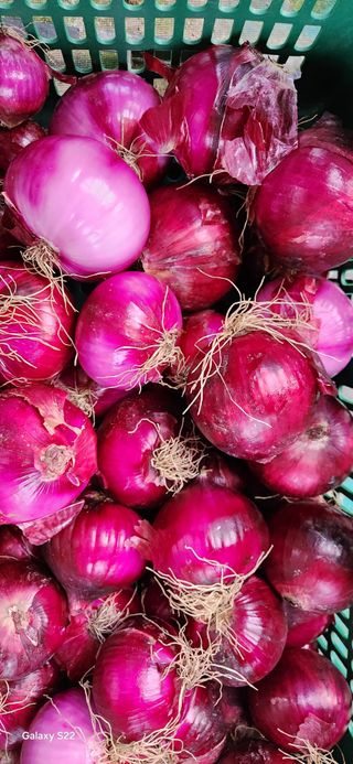 김재일님의 양파 · 영농일지 작성글 사진