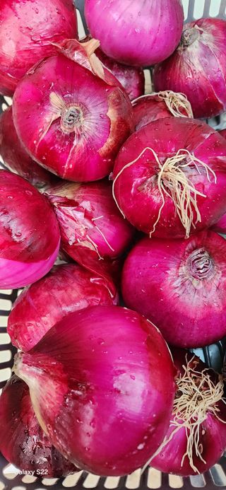 김재일님의 양파 · 영농일지 작성글 사진