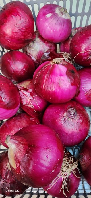 김재일님의 양파 · 영농일지 작성글 사진