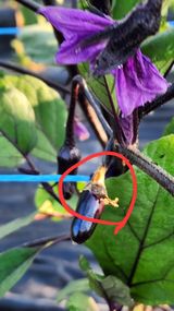 팜모닝 기타작물·병해충상담 게시글 이미지