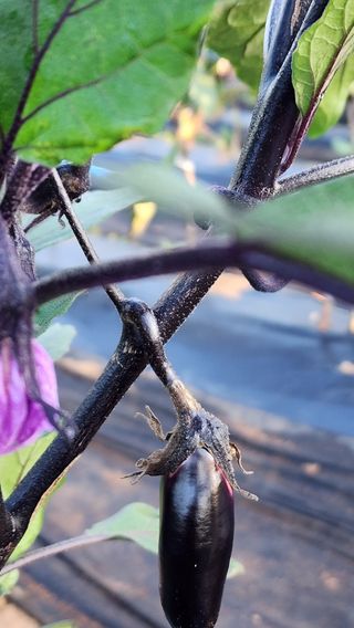 황가농원님의 기타작물 · 병해충상담 작성글 사진