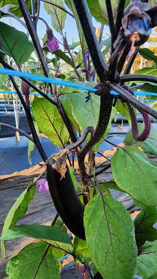 황가농원님의 기타작물 · 병해충상담 작성글 사진