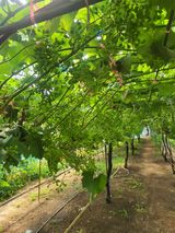 팜모닝 포도·영농일지 게시글 이미지