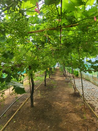 고구마19676님의 포도 · 영농일지 작성글 사진