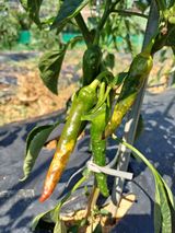 팜모닝 고추·병해충상담 게시글 이미지