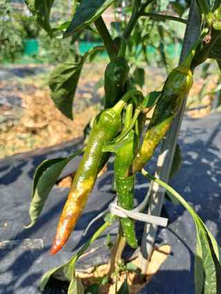 3년차 즐기자님의 고추 · 병해충상담 작성글 사진