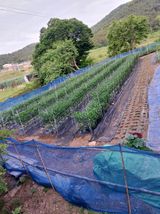 팜모닝 고추·영농일지 게시글 이미지