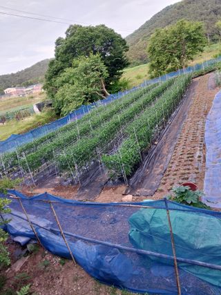 박우범님의 고추 · 영농일지 작성글 사진