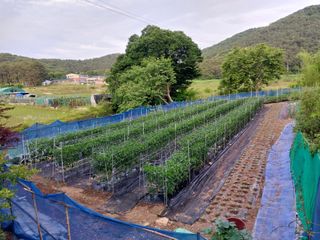 박우범님의 고추 · 영농일지 작성글 사진