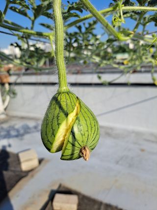 화사농장박토벤님의 자유주제 · 자유게시판 작성글 사진