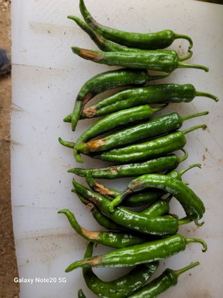 정창훈님의 고추 · 병해충상담 작성글 사진