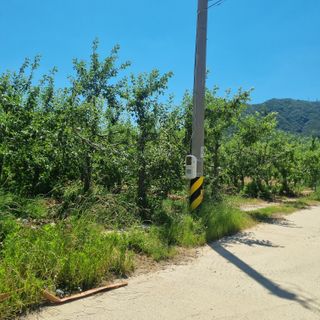 황대규님의 사과 · 영농일지 작성글 사진