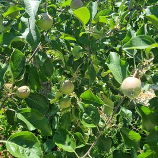 황대규님의 사과 · 영농일지 작성글 사진