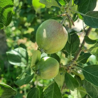 황대규님의 사과 · 영농일지 작성글 사진