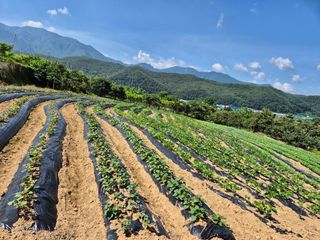 동부0079님의 참깨 · 영농일지 작성글 사진