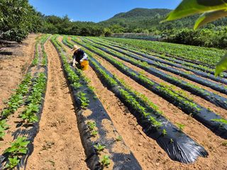동부0079님의 참깨 · 영농일지 작성글 사진