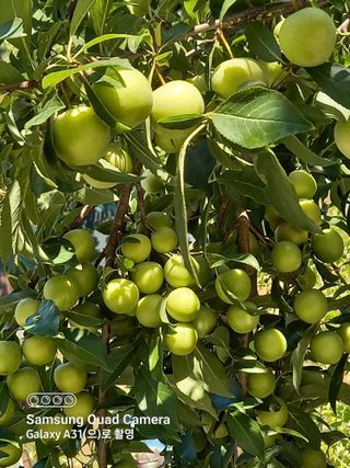 강가이버님의 자유주제 · 자유게시판 작성글 사진