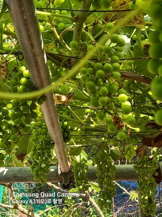 강가이버님의 자유주제 · 자유게시판 작성글 사진