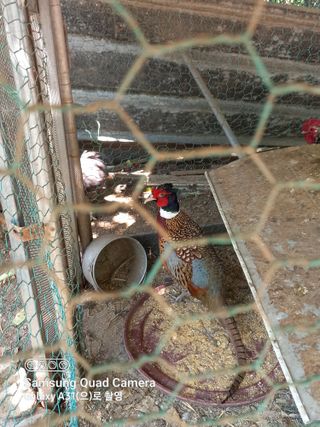 강가이버님의 자유주제 · 자유게시판 작성글 사진