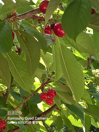강가이버님의 자유주제 · 자유게시판 작성글 사진