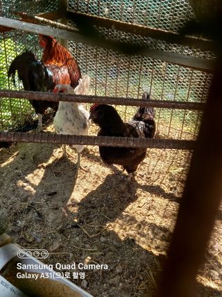 강가이버님의 자유주제 · 자유게시판 작성글 사진