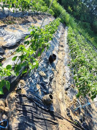 고영희님의 ☔️장마 대비 하셨나요? · 참여글 작성글 사진