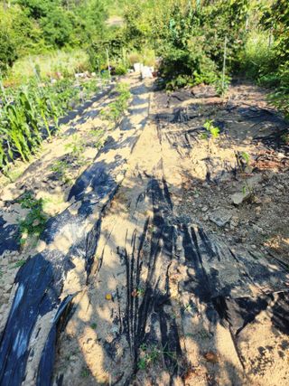 고영희님의 ☔️장마 대비 하셨나요? · 참여글 작성글 사진