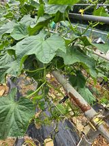 팜모닝 오이·영농일지 게시글 이미지