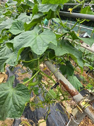 권오군님의 오이 · 영농일지 작성글 사진