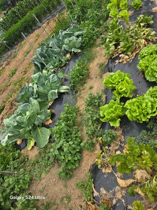 권오군님의 오이 · 영농일지 작성글 사진
