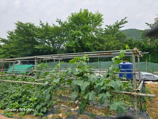 권오군님의 오이 · 영농일지 작성글 사진