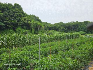 권오군님의 오이 · 영농일지 작성글 사진