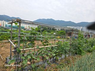 권오군님의 오이 · 영농일지 작성글 사진