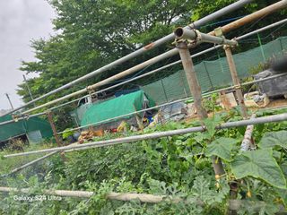 권오군님의 오이 · 영농일지 작성글 사진