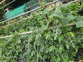 권오군님의 오이 · 영농일지 작성글 사진