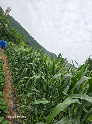 권오군님의 오이 · 영농일지 작성글 사진