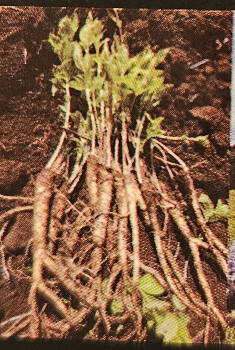 새달귤농장님의 장터 판매 상품 [흑도라지청액상차  600g] 첨부 사진