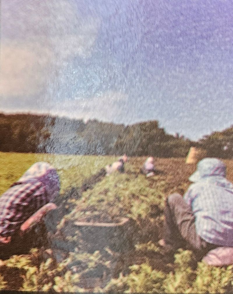 새달귤농장님의 장터 판매 상품 [흑도라지청액상차  600g] 첨부 사진